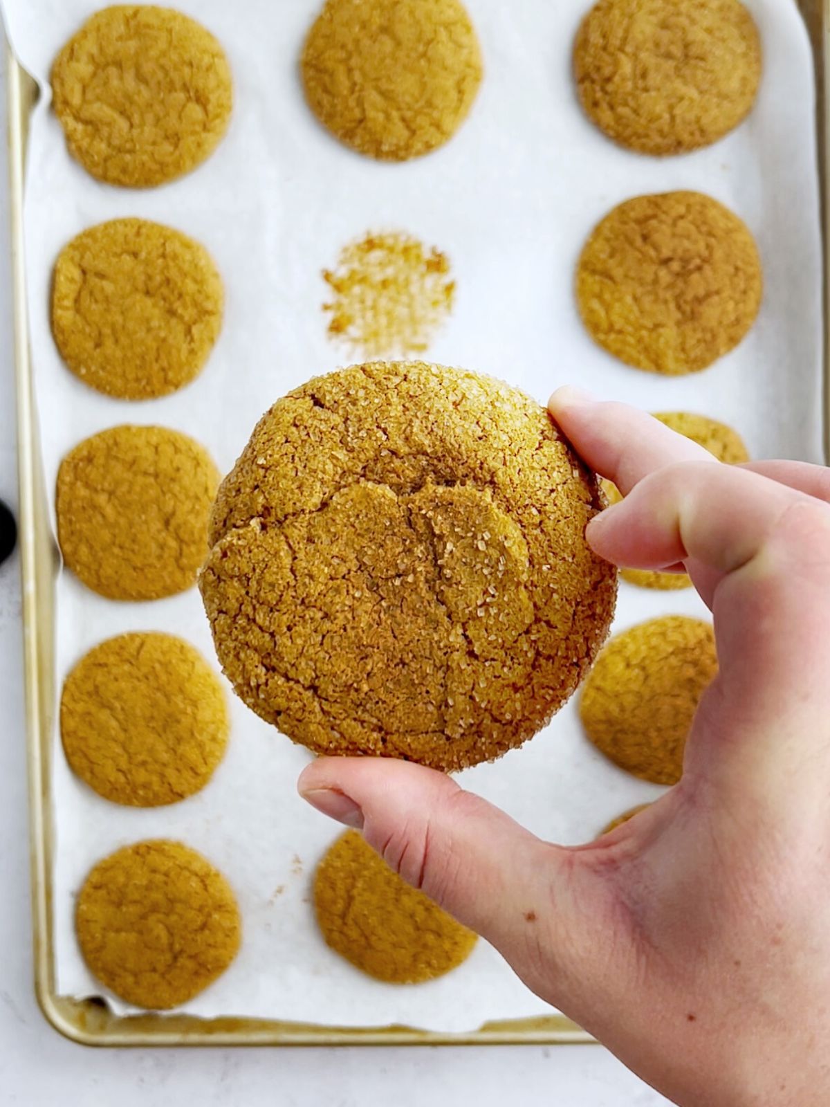 hand holding a baked molasses spice cookie with the sheet pan of baked cookies below.